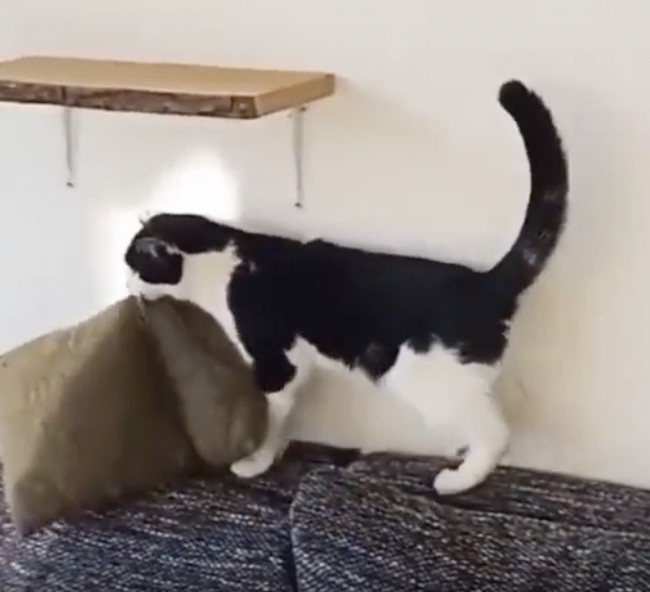 奴才：我都看見了