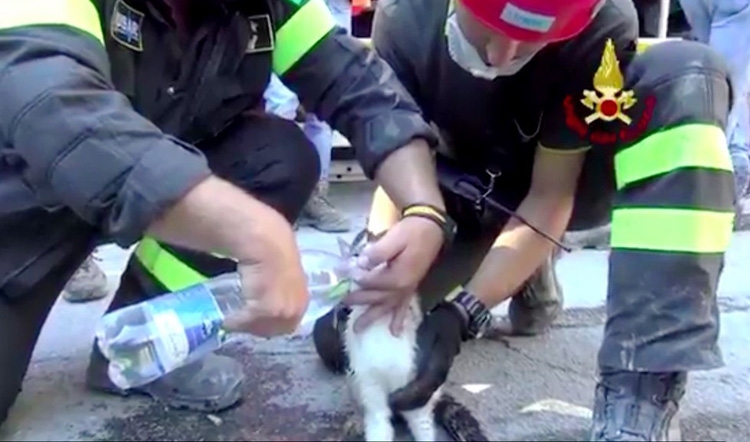 喵：終於得救了