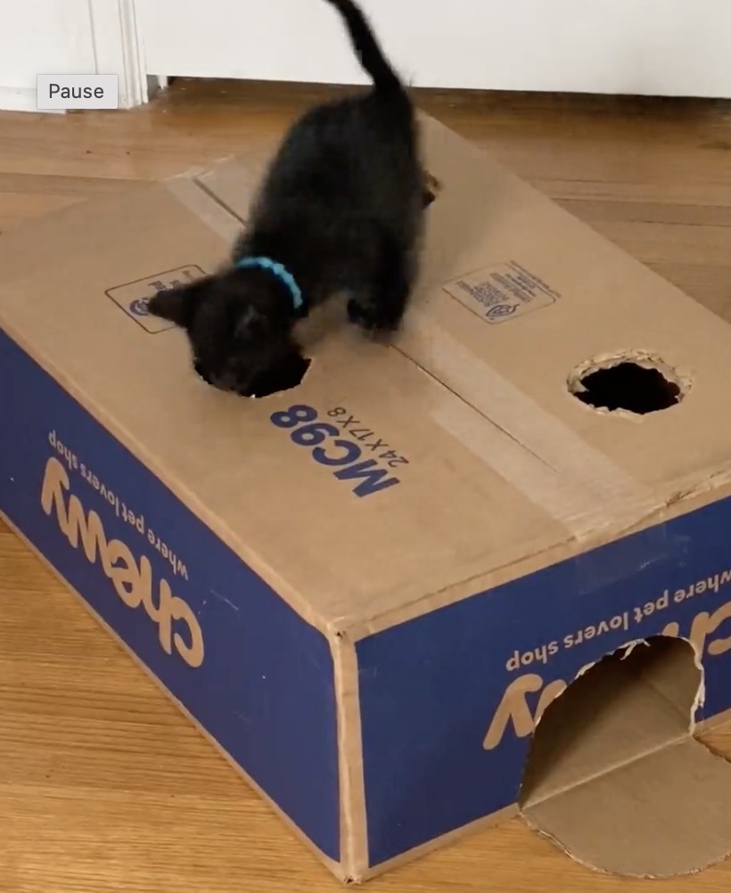 奴才：要相親相愛的玩耍喔～