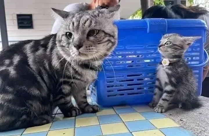 喵媽媽：別吵！是誰在打擾朕教育孩子？