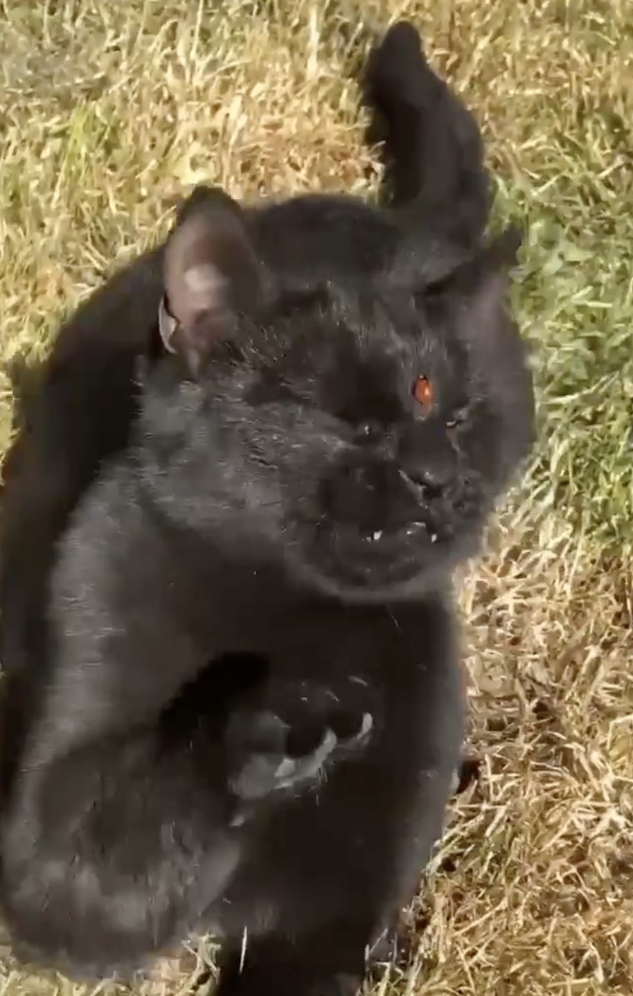 奴才：好啦好啦，牠飛走了