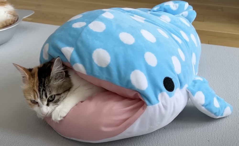 奴才：你挺會選地方的