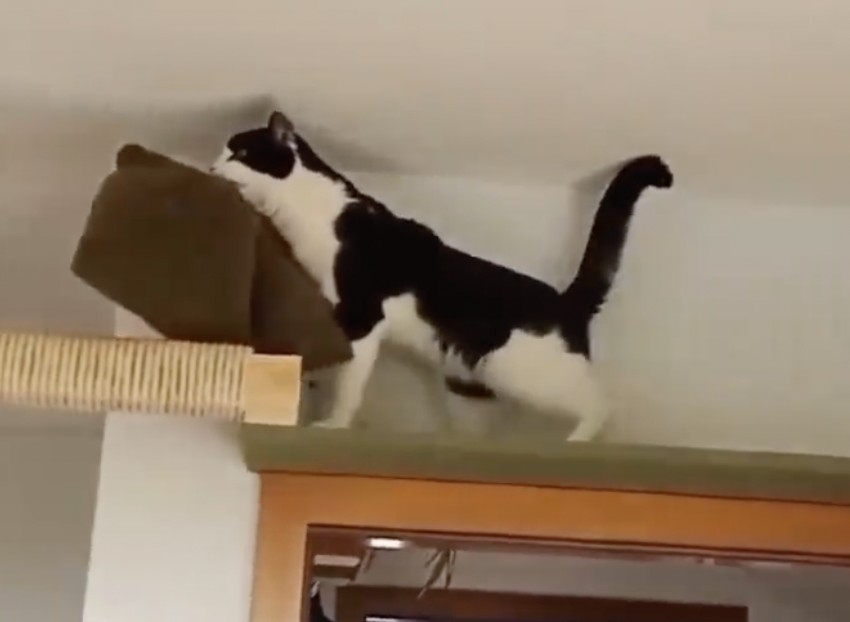 喵：好重！要慢點才行