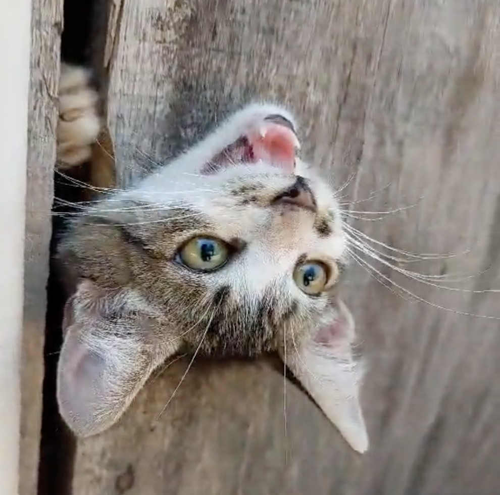 喵：趕快來救朕