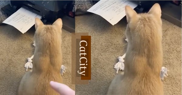 真正的「嚇飛」！全神貫注的橘貓受到奴才的背後襲擊～網：是貓咪導彈