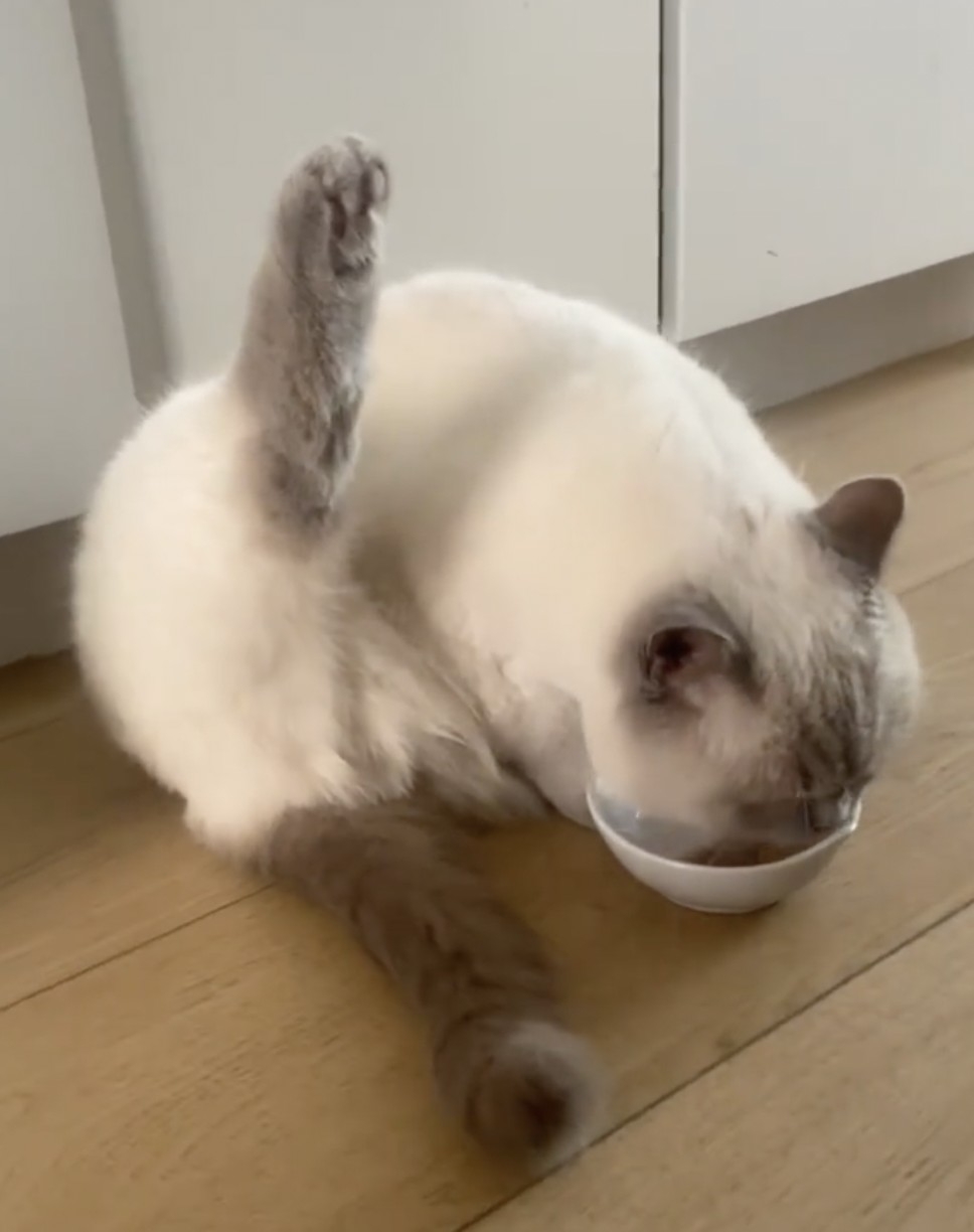 奴才：這是什麼姿勢？？