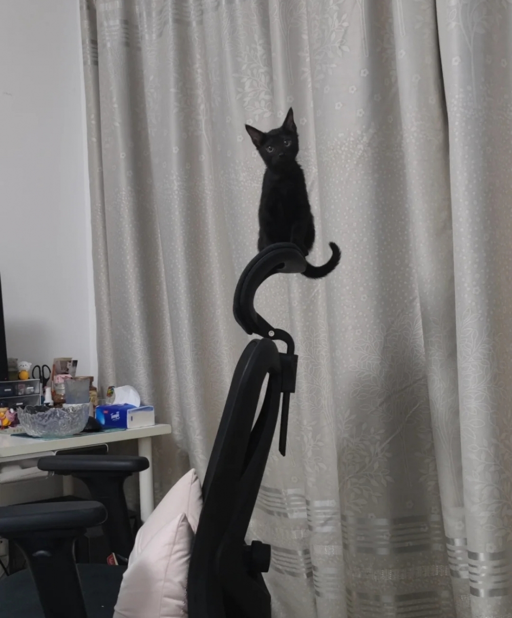 奴才：快展示一下吧