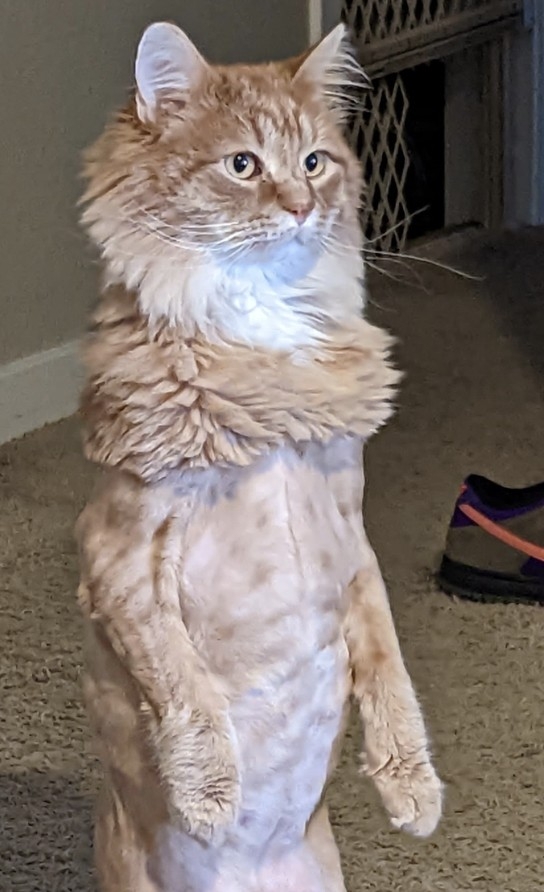 奴才：這樣看確實是不太行啊