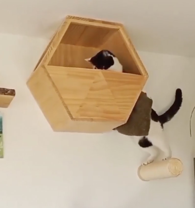 奴才：你的窩不夠大啦