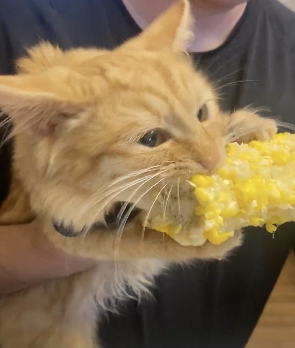 喵：朕可是專業的！