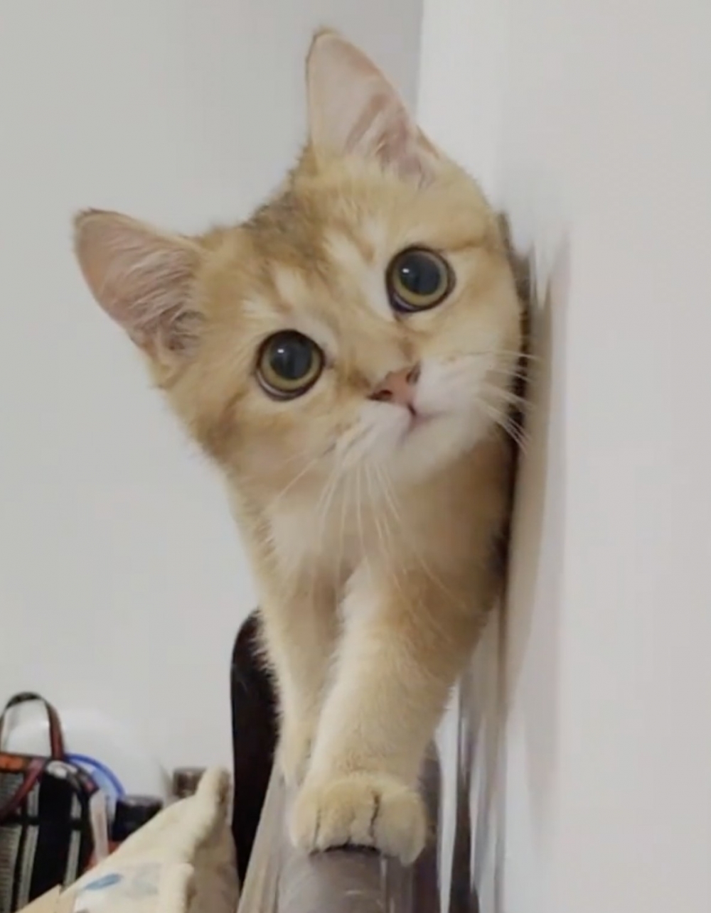 奴才：萌化我啦