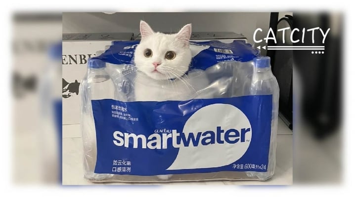 投訴！水裡有異物，「草莓牛奶」偷偷混進了礦泉水中～網：買礦泉水就送貓？