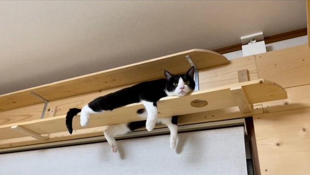 喵：朕可是潮流領先者