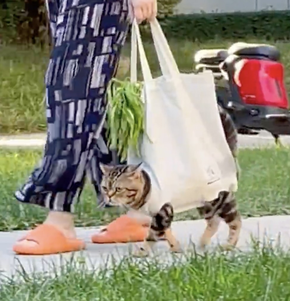 奴才：我的靠山終於來啦～