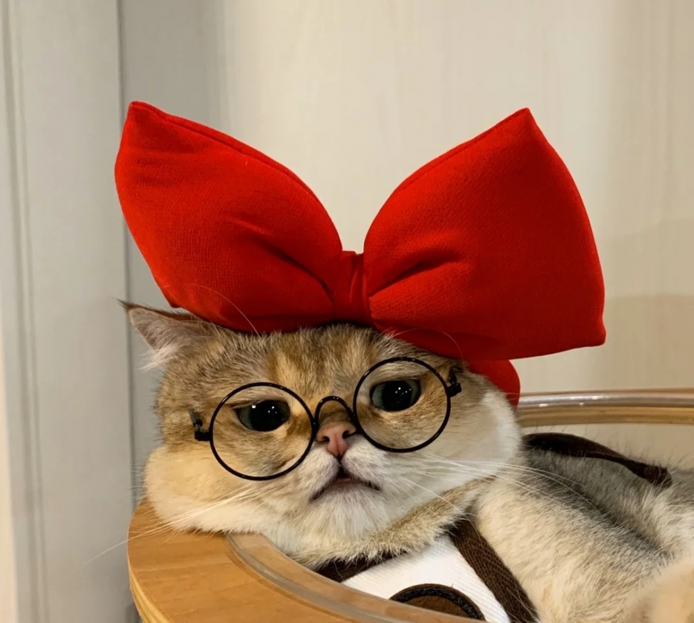 喵：這是富貴相！