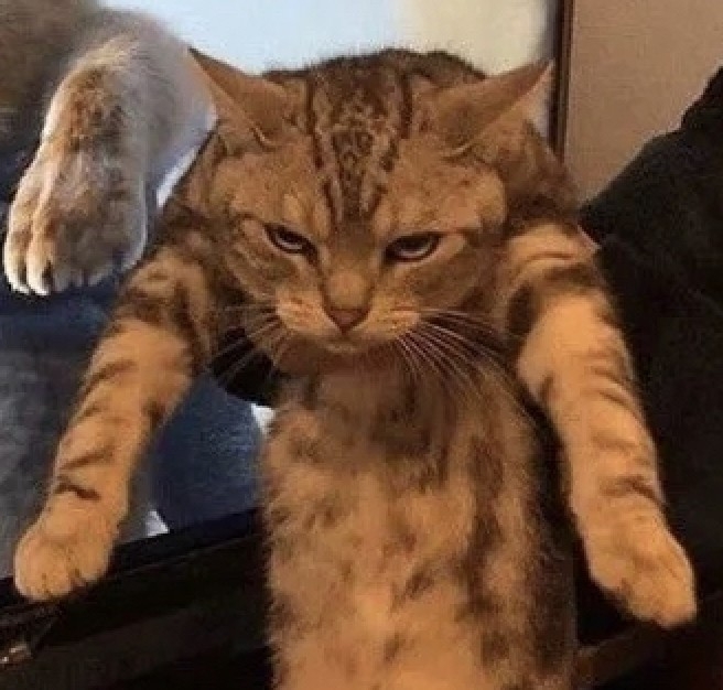 喵:一秒都不行,現在!立刻!朕要生氣啦