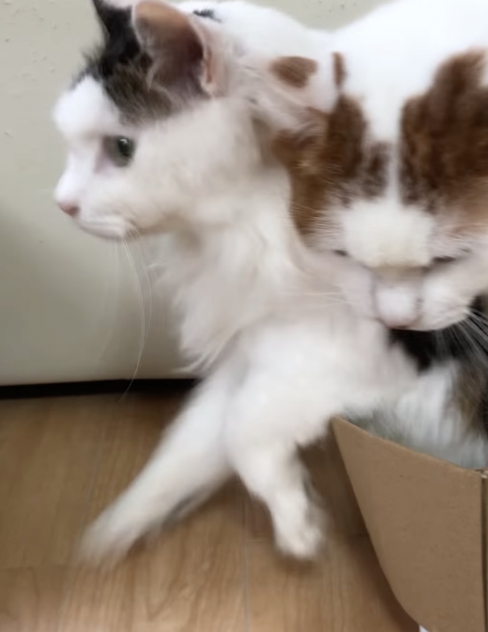 Sakura：人家就是想黏著你嘛