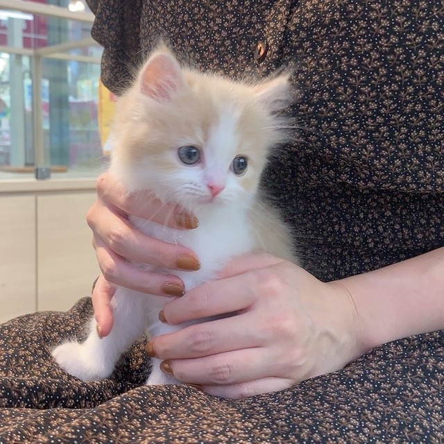 喵：朕也有可愛的時候