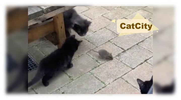 現實中的「湯姆和傑利」！動畫片誠不欺我，貓咪被耍得團團轉啦～