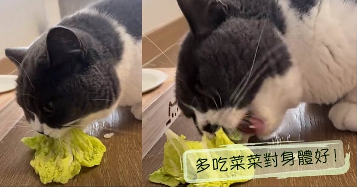 蔬菜的鍾愛粉！連零食都輸給了蔬菜～網：小貓咪好懂得養身啊