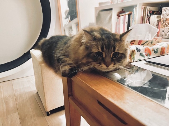 喵:你也來試試就知道了