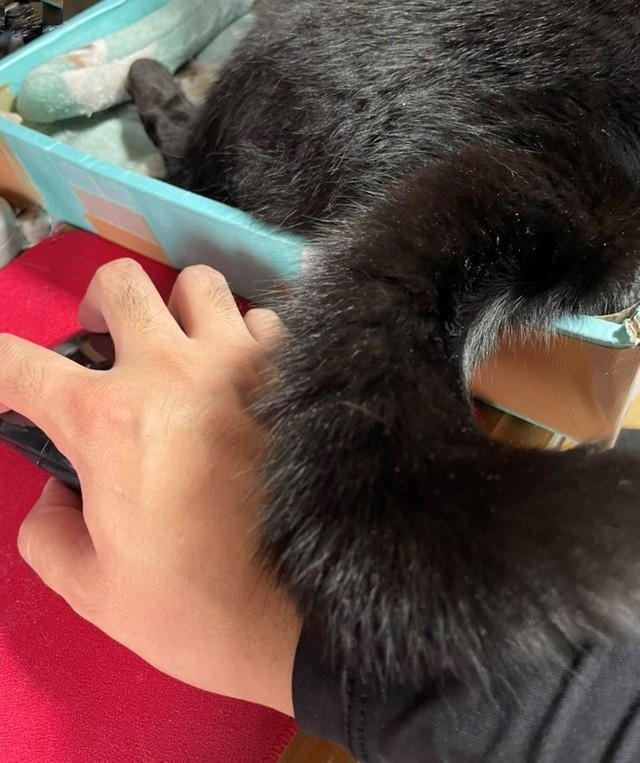 喵：朕就喜歡黏著奴才不行嗎