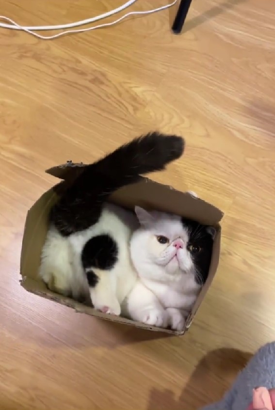 喵：哼！有求於你不可以生氣