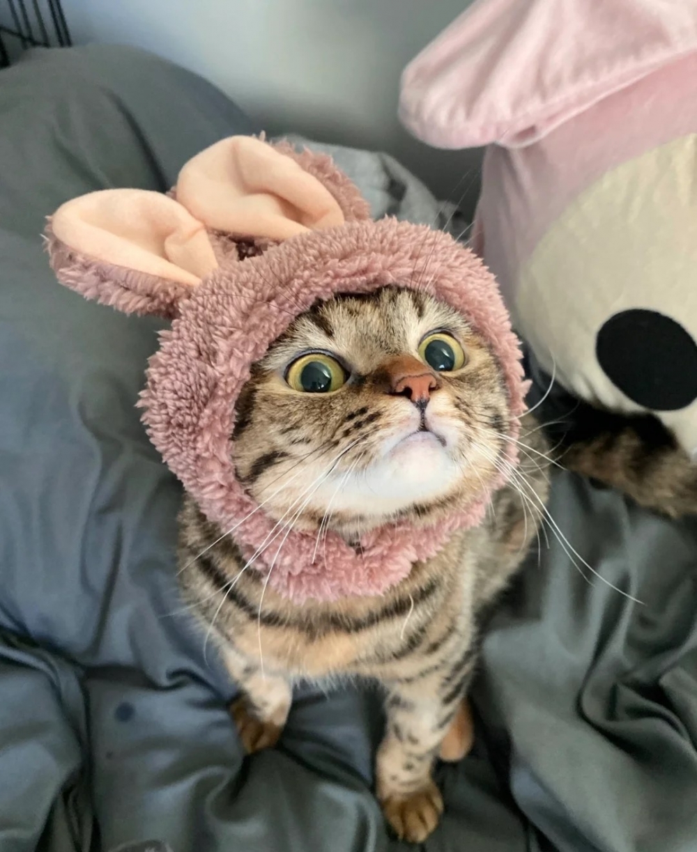 奴才：這麼可愛更加捨不得放下喵主子啦