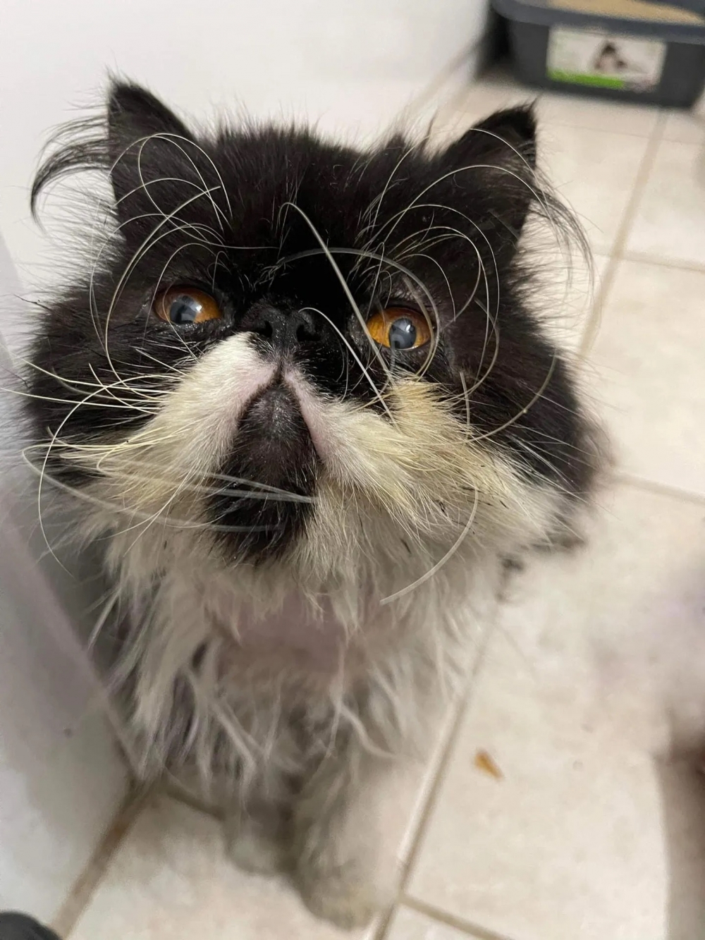 奴才：挺有畫面感的