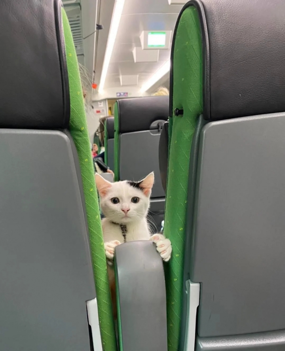 乘客：你長得好漂亮呀