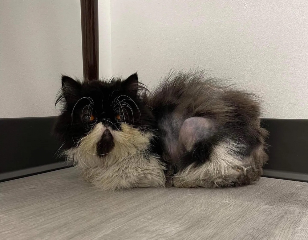 奴才：心態真好啊