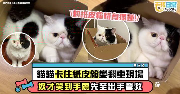 紙皮箱誘惑難擋！貓咪卡箱翻車現場　奴才狂拍糗照後才出手營救
