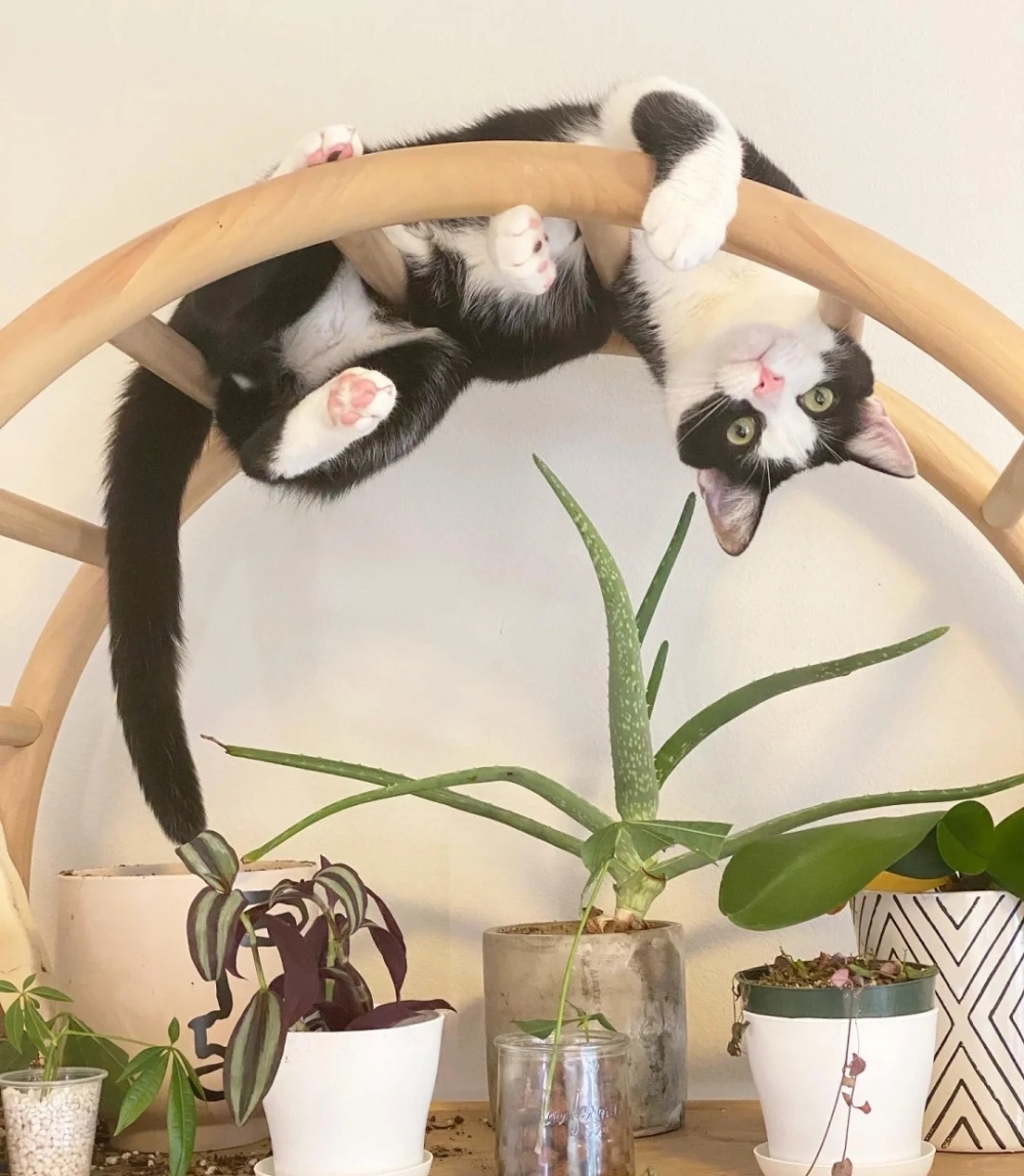 奴才：開始你的展示吧～