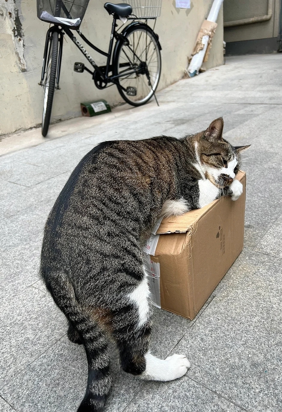 奴才：包裹會不會被你壓扁啊？