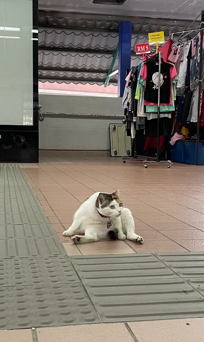 喵：打卡拍照給錢嗎？