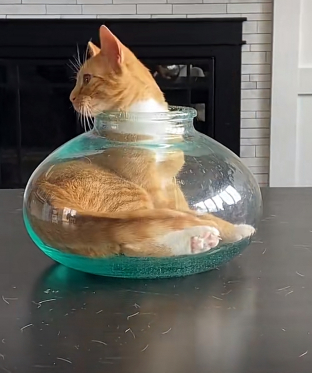 奴才：真的激不得欸