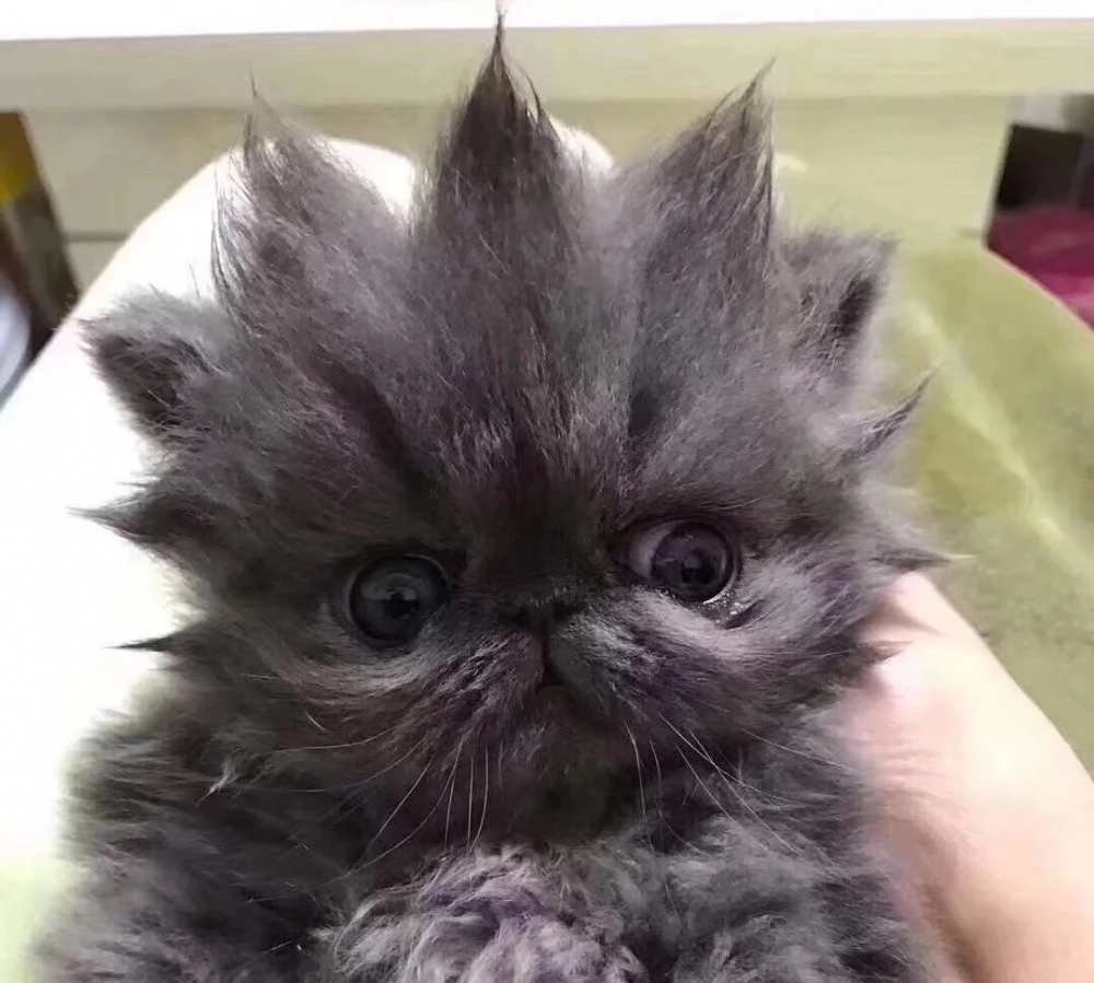 奴才:不會啊,挺好看的