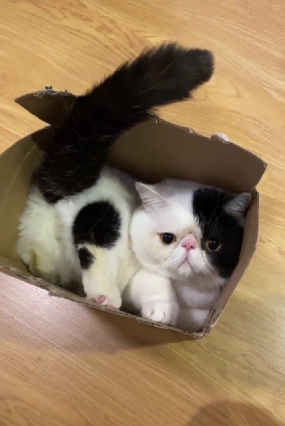 奴才：那麼小的紙箱你也好意思鑽進去