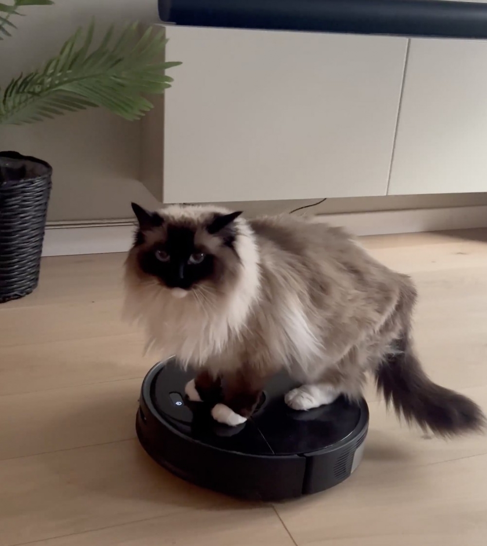 奴才：你可別壓壞了我的掃地機器人喔～