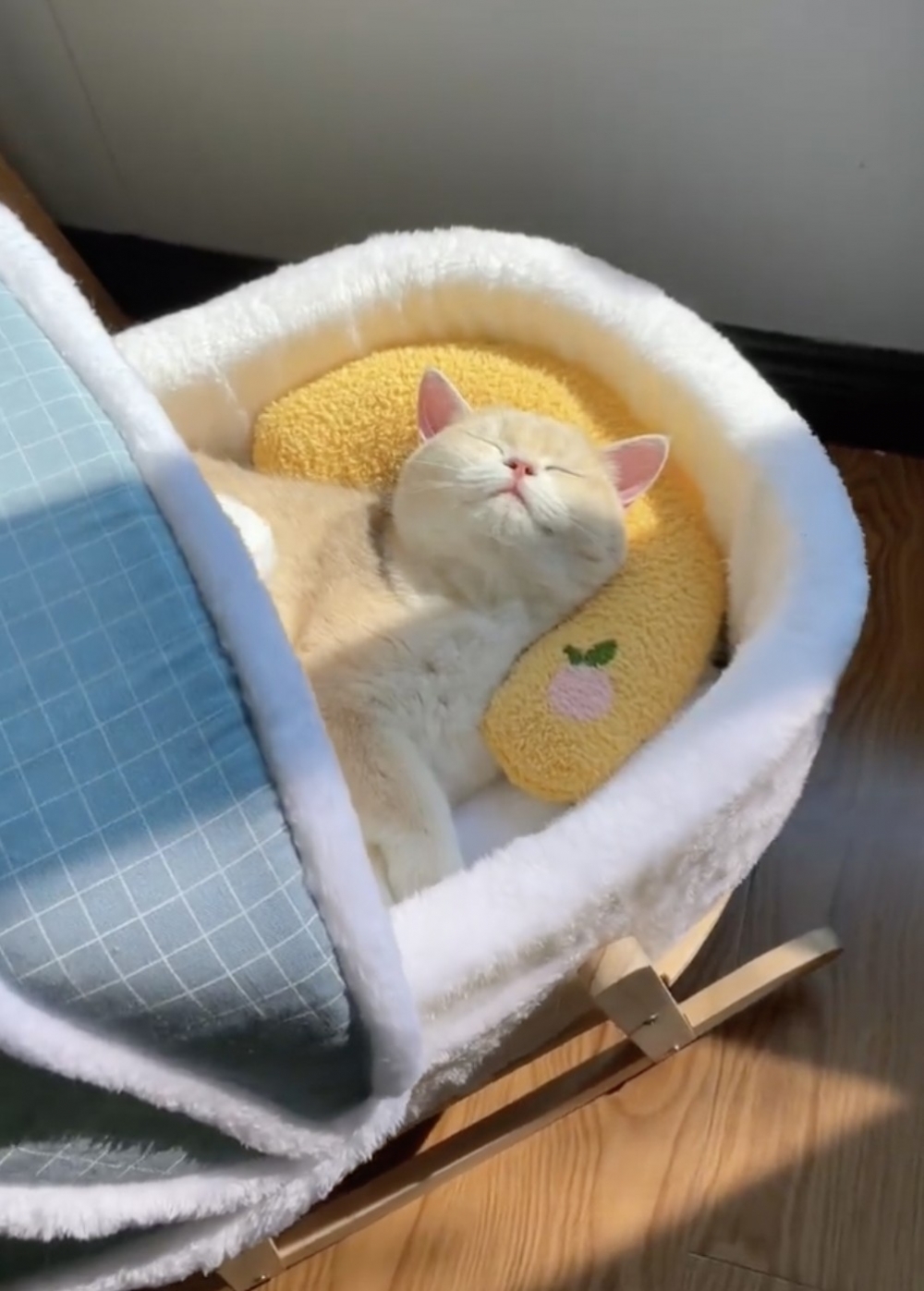 喵：真的很舒服啊