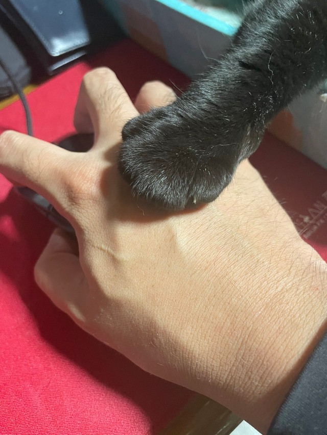 喵：所以要更加愛朕多一點喔