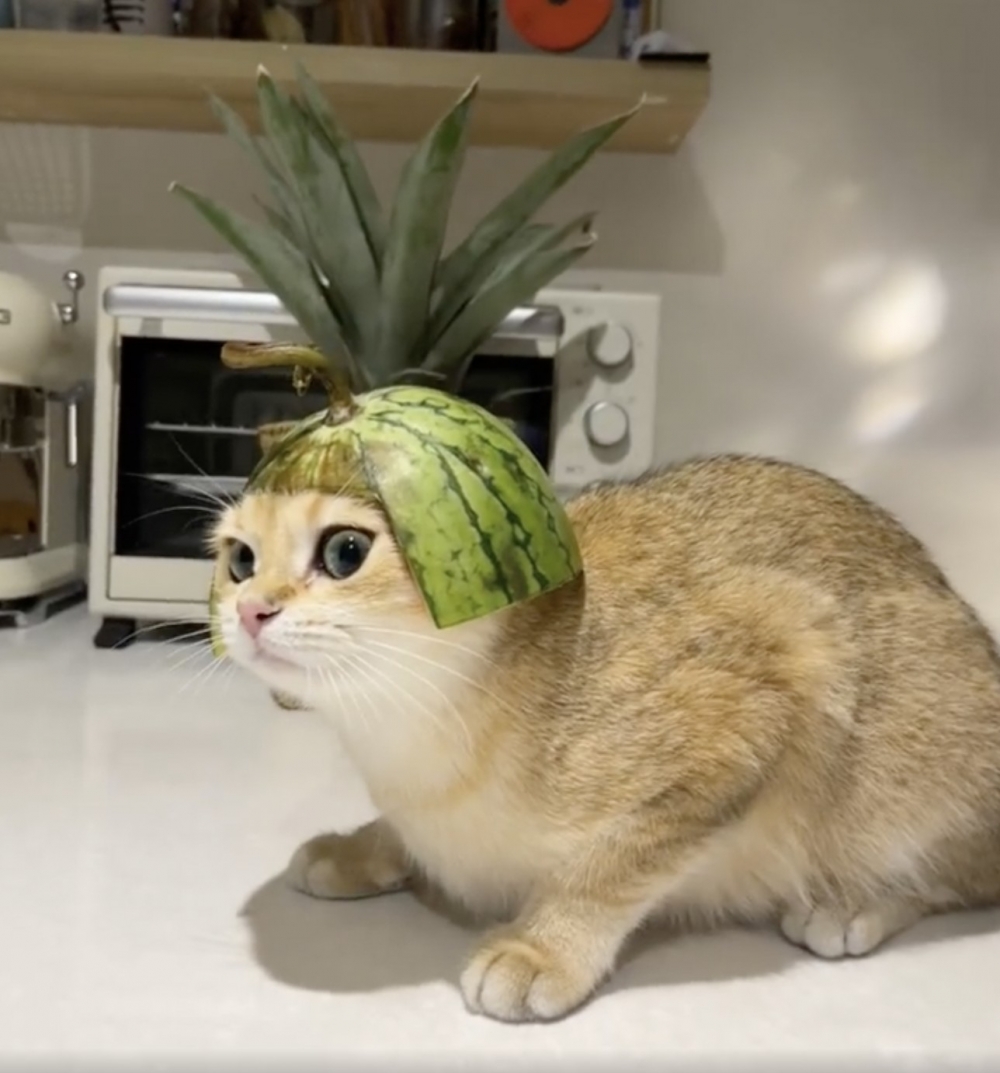 奴才：身後菠蘿的位置也擺得太對了吧！