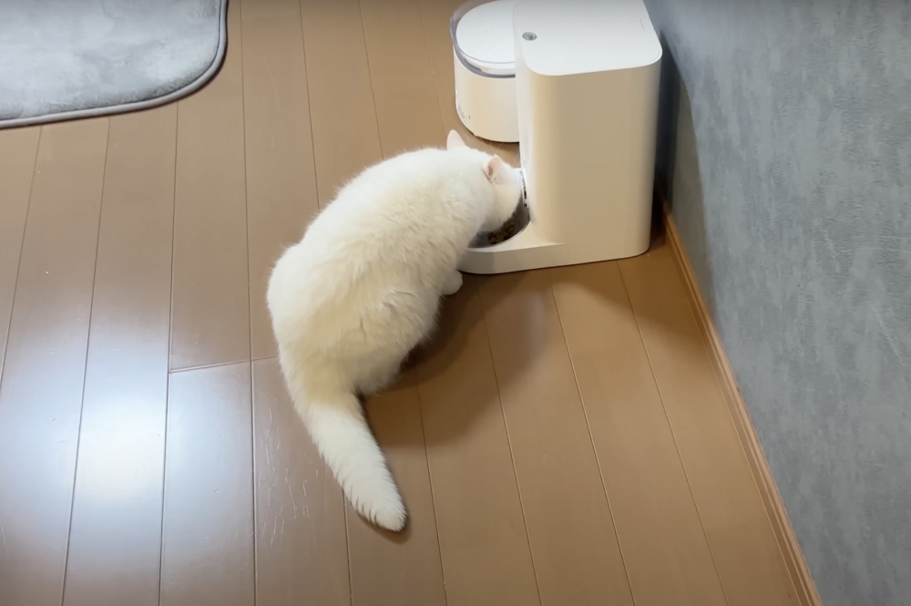 喵：一秒鐘都不能錯過