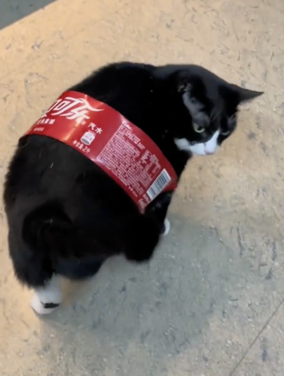 奴才：大家都很愛「快樂肥仔水」欸