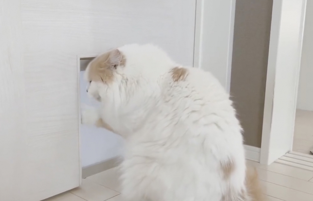 喵：不敢相信，怎麼可以把朕鎖起來