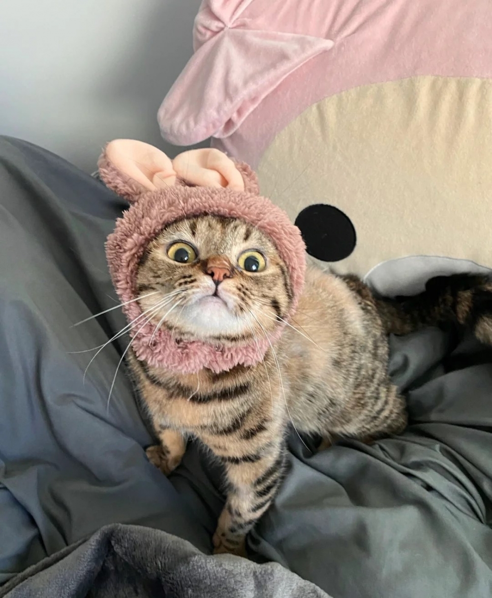 喵：這個還不錯誒