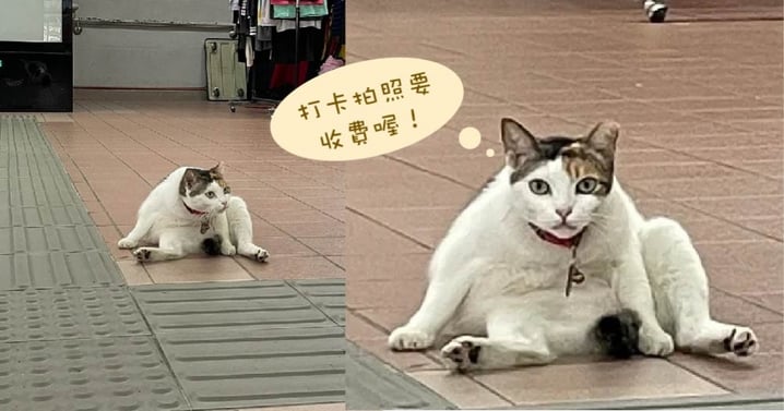 地鐵站新晉小網紅～這照片把小貓咪的形象都給毀了，豪邁坐姿沒有在收斂的啦！
