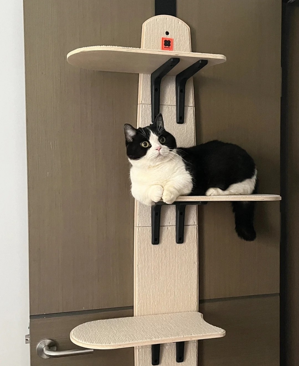 喵：這個架子買得不錯，朕喜歡