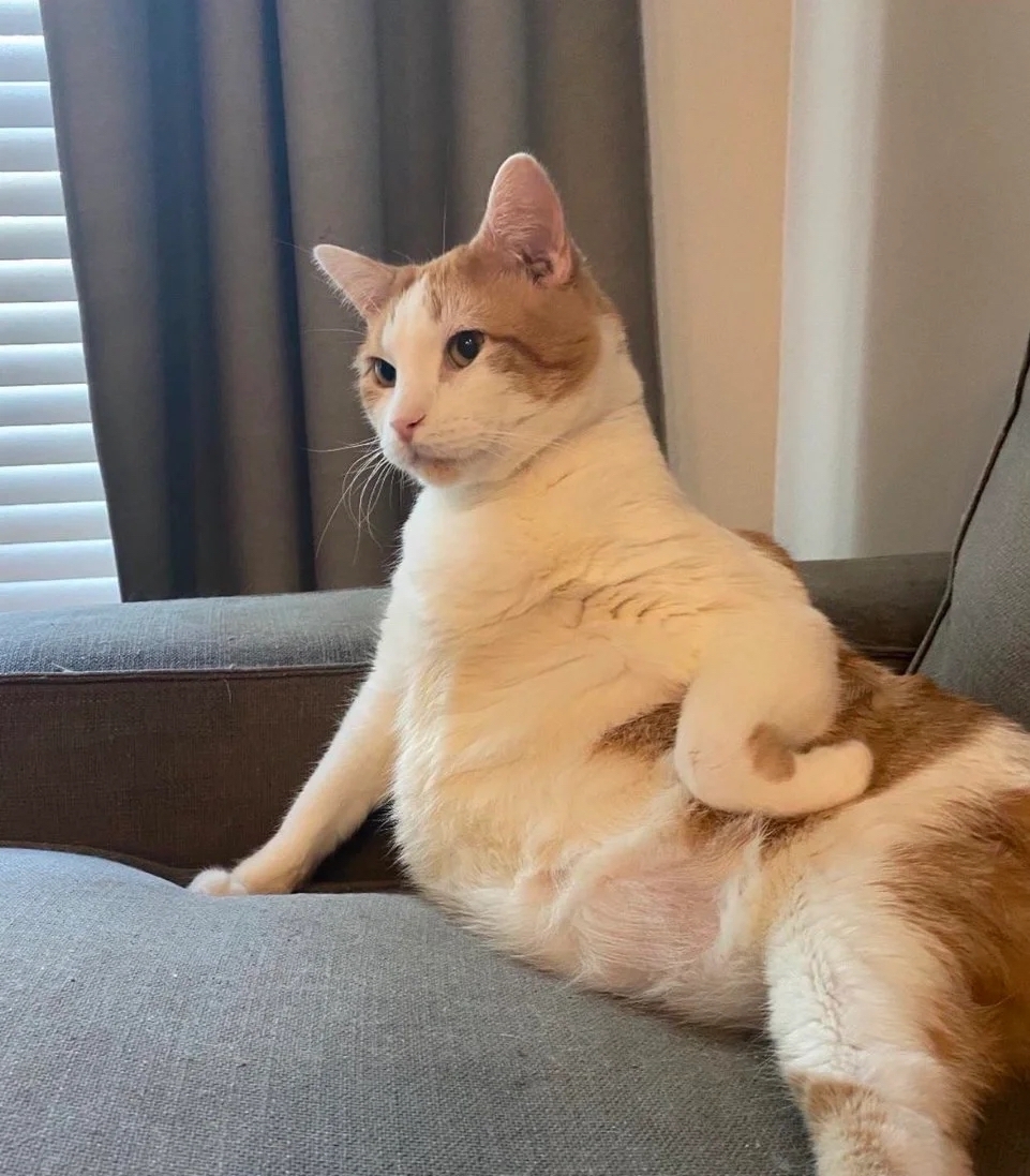 奴才：我已經再努力打掃了啦