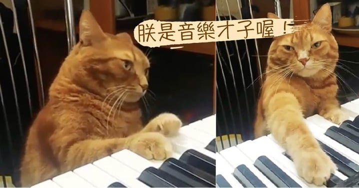 每天都有自動的音樂喚醒服務喔～爵士鋼琴曲竟然是貓咪彈奏的！太有天賦了吧